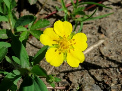 Kriechendes Fingerkraut (Potentilla reptans) im Naturschutzgebiet Mirabellenhecke in den Horststückern