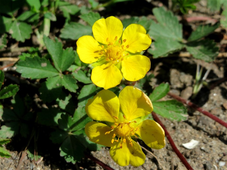 Kriechendes Fingerkraut (Potentilla reptans) im Naturschutzgebiet Mirabellenhecke in den Horststückern