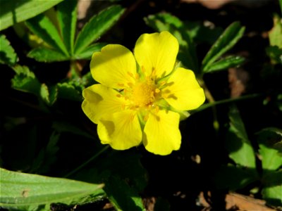 Kriechendes Fingerkraut (Potentilla reptans) in Hockenheim