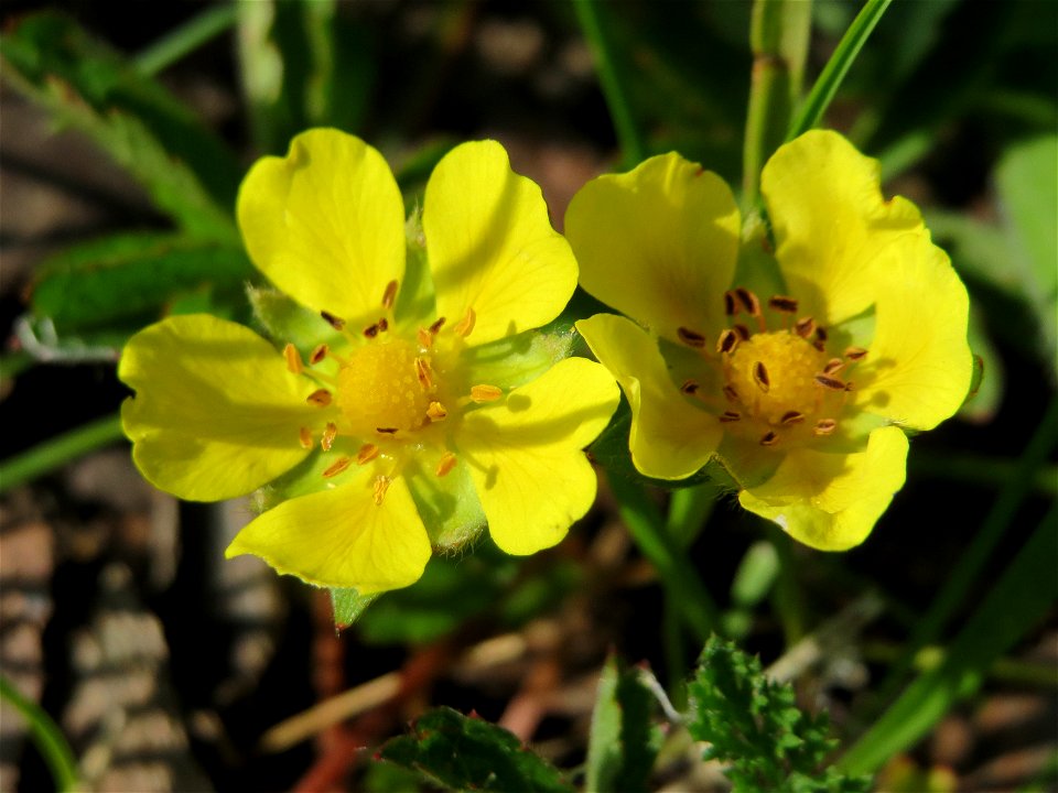 Kriechendes Fingerkraut (Potentilla reptans) in Hockenheim