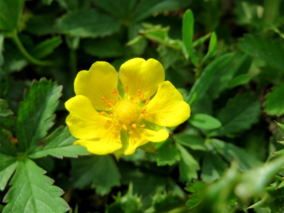 Kriechendes Fingerkraut (Potentilla reptans) im Landesgartenschaupark Hockenheim