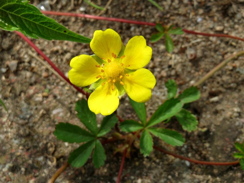Kriechendes Fingerkraut (Potentilla reptans) im Landesgartenschaupark Hockenheim