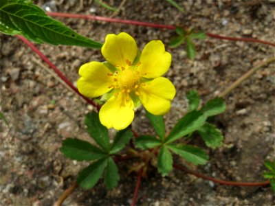 Kriechendes Fingerkraut (Potentilla reptans) im Landesgartenschaupark Hockenheim