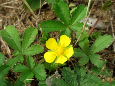 Kriechendes Fingerkraut (Potentilla reptans) im Naturschutzgebiet Gewann Frankreich-Wiesental