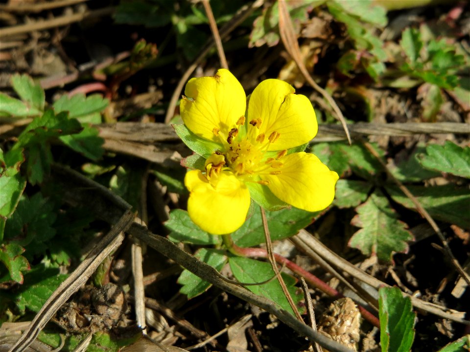 Kriechendes Fingerkraut (Potentilla reptans) im Hockenheimer Rheinbogen