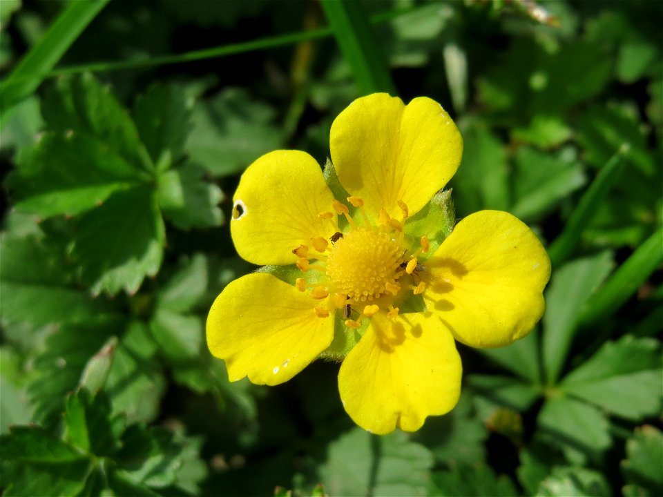 Kriechendes Fingerkraut (Potentilla reptans) im Hockenheimer Rheinbogen