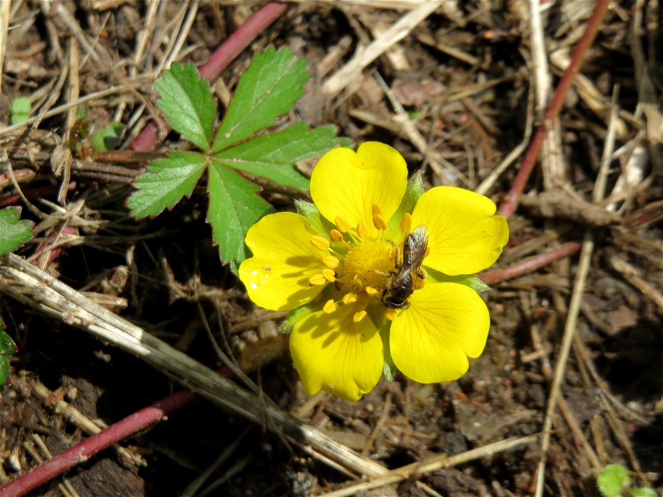 Kriechendes Fingerkraut (Potentilla reptans) an der Saar in Saarbrücken