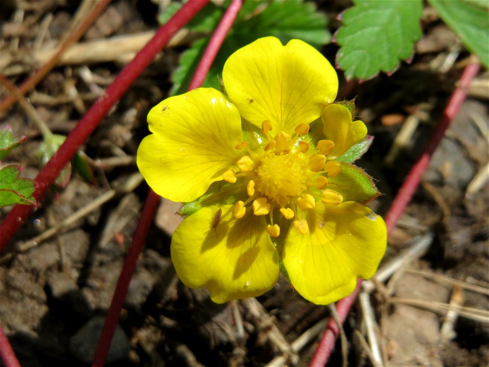 Kriechendes Fingerkraut (Potentilla reptans) an der Saar in Saarbrücken