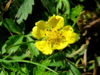 Kriechendes Fingerkraut (Potentilla reptans) im Neuenheimer Feld in Heidelberg