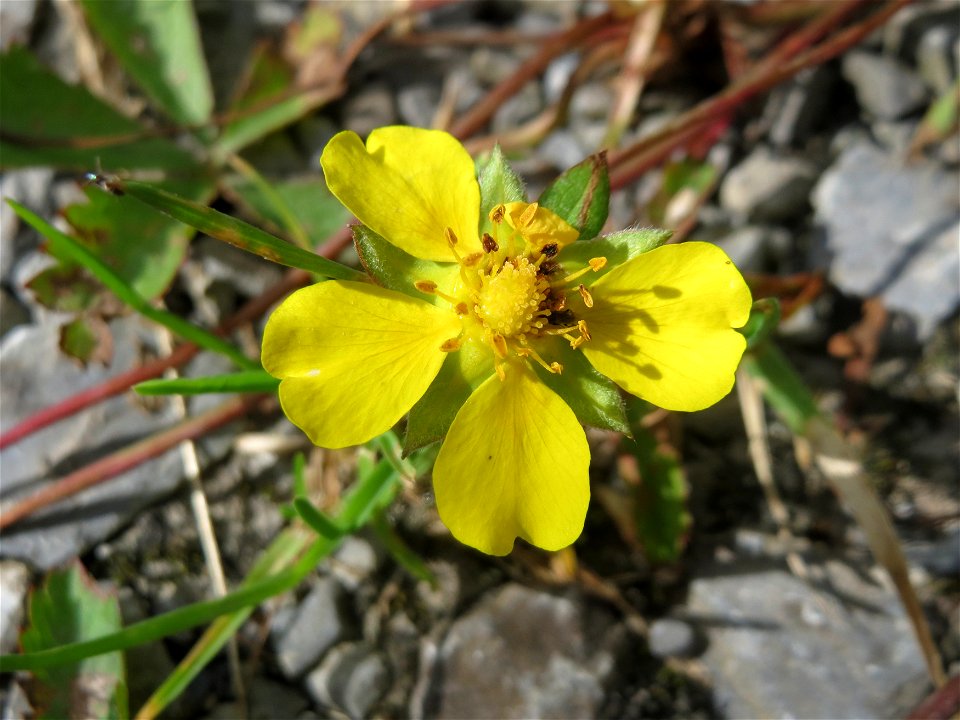 Kriechendes Fingerkraut (Potentilla reptans) im Landschaftsschutzgebiet Hockenheimer Rheinbogen