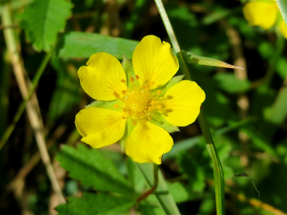 Kriechendes Fingerkraut (Potentilla reptans) im Landschaftsschutzgebiet Hockenheimer Rheinbogen