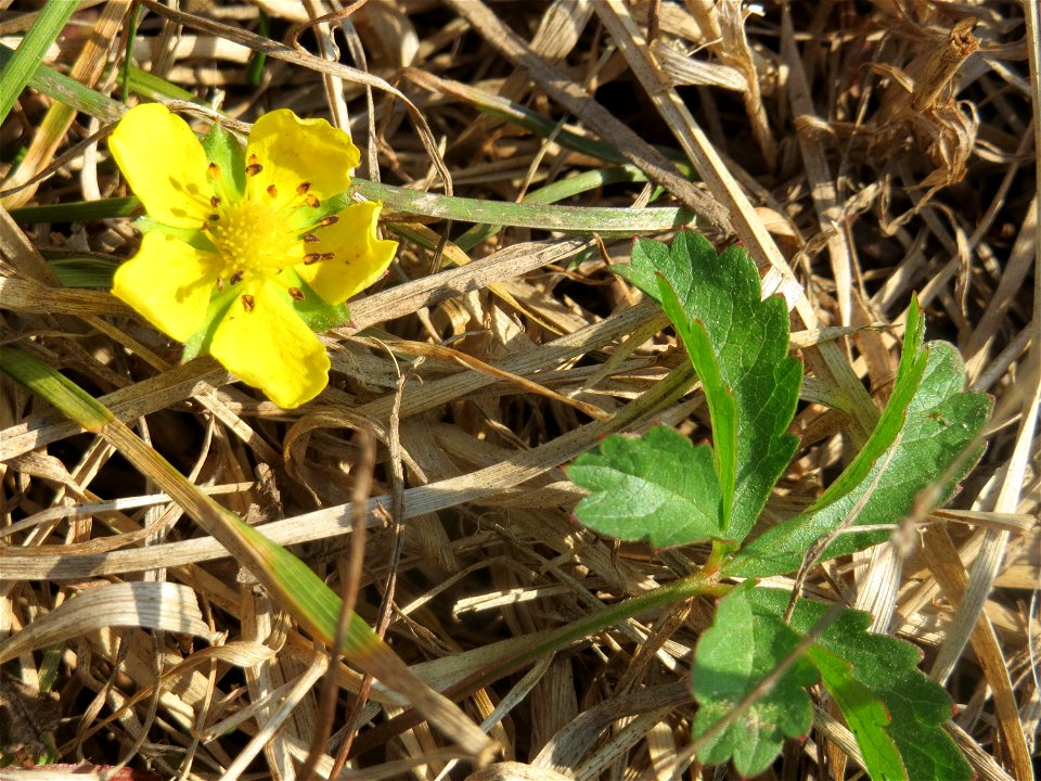 Kriechendes Fingerkraut (Potentilla reptans) im Hockenheimer Rheinbogen