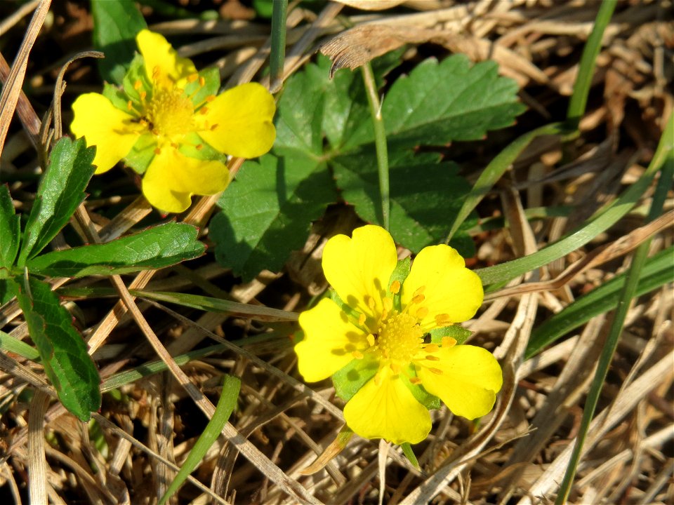 Kriechendes Fingerkraut (Potentilla reptans) im Hockenheimer Rheinbogen