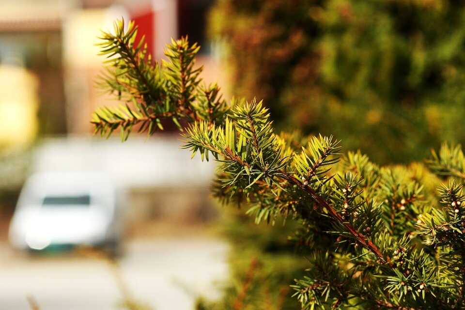 Flora outdoors needle