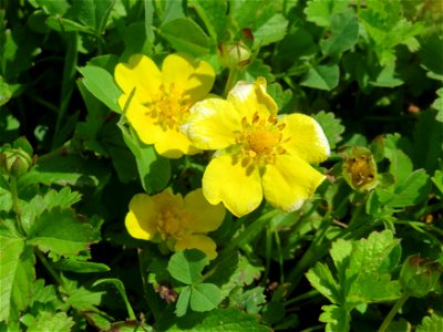 Kriechendes Fingerkraut (Potentilla reptans) in der Saaraue Güdingen