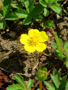 Kriechendes Fingerkraut (Potentilla reptans) in der Saaraue Güdingen