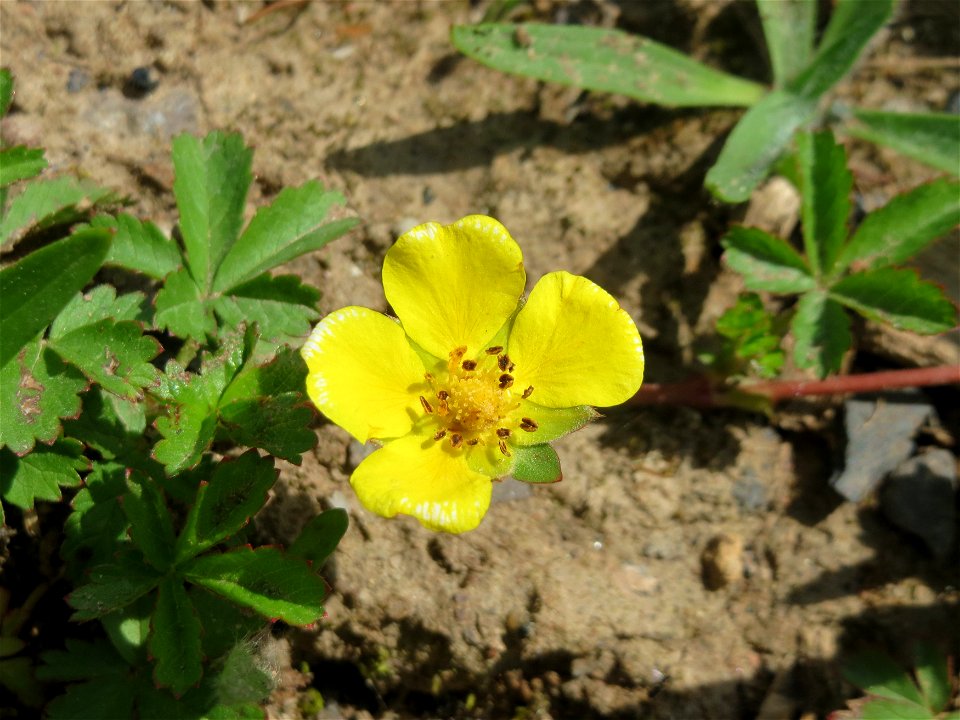 Kriechendes Fingerkraut (Potentilla reptans) in der Saaraue Güdingen