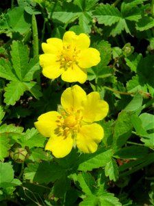Kriechendes Fingerkraut (Potentilla reptans) in der Saaraue Güdingen