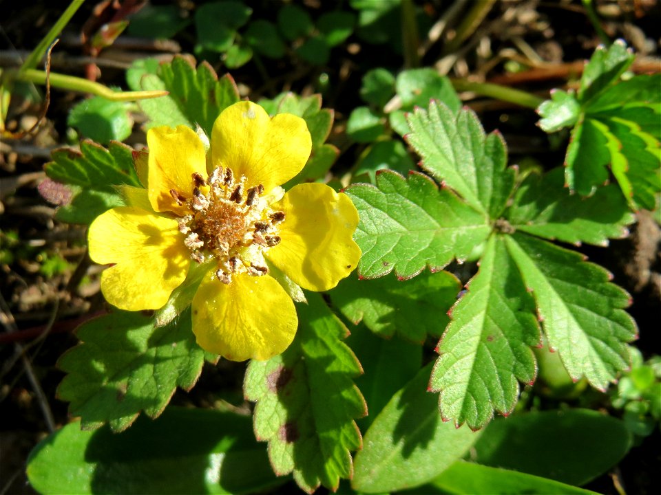 Kriechendes Fingerkraut (Potentilla reptans) am Osthafen Saarbrücken