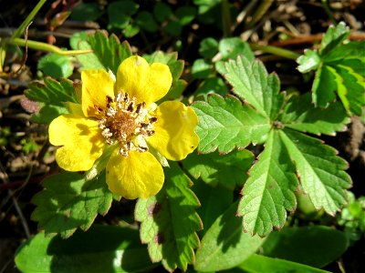Kriechendes Fingerkraut (Potentilla reptans) am Osthafen Saarbrücken