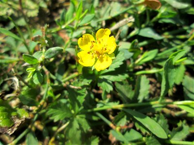 Kriechendes Fingerkraut (Potentilla reptans) am Zähringer Kanal in Schwetzingen