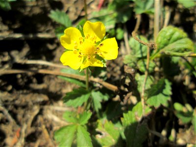 Kriechendes Fingerkraut (Potentilla reptans) am Zähringer Kanal in Schwetzingen
