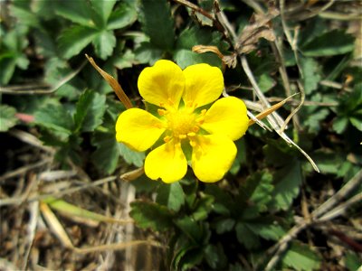 Kriechendes Fingerkraut (Potentilla reptans) am Zähringer Kanal in Schwetzingen