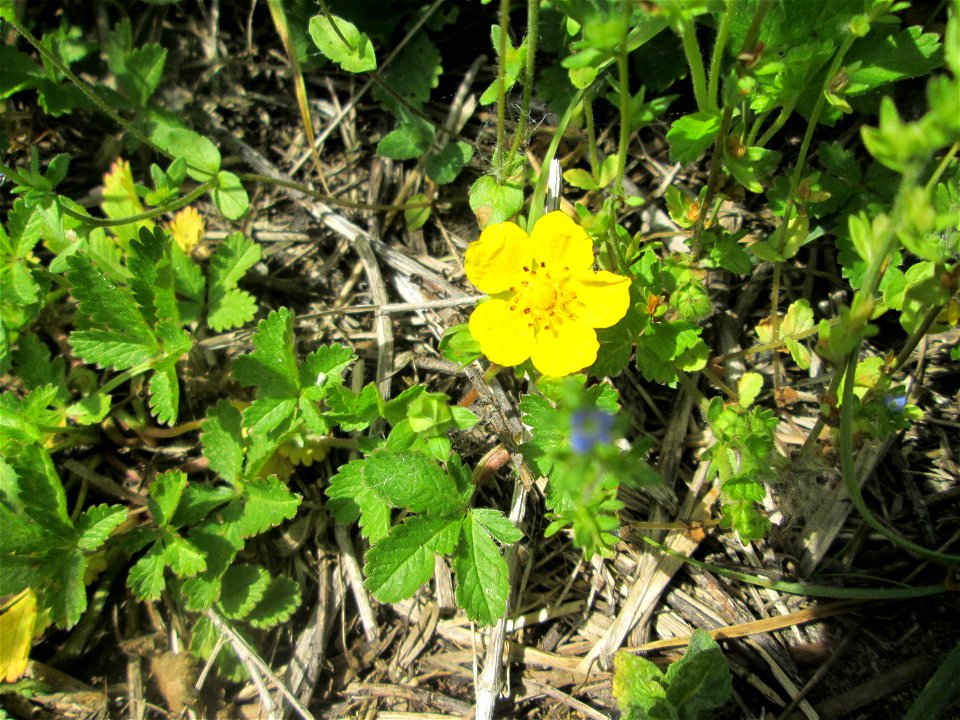 Kriechendes Fingerkraut (Potentilla reptans) am Kraichbach am Rand vom Landschaftsschutzgebiet „Hockenheimer Rheinbogen“