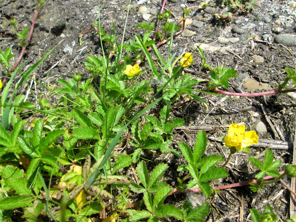 Kriechendes Fingerkraut (Potentilla reptans) am Kraichbach am Rand vom Landschaftsschutzgebiet „Hockenheimer Rheinbogen“