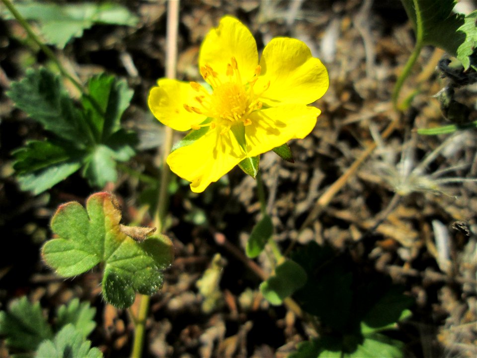 Kriechendes Fingerkraut (Potentilla reptans) in Brebach