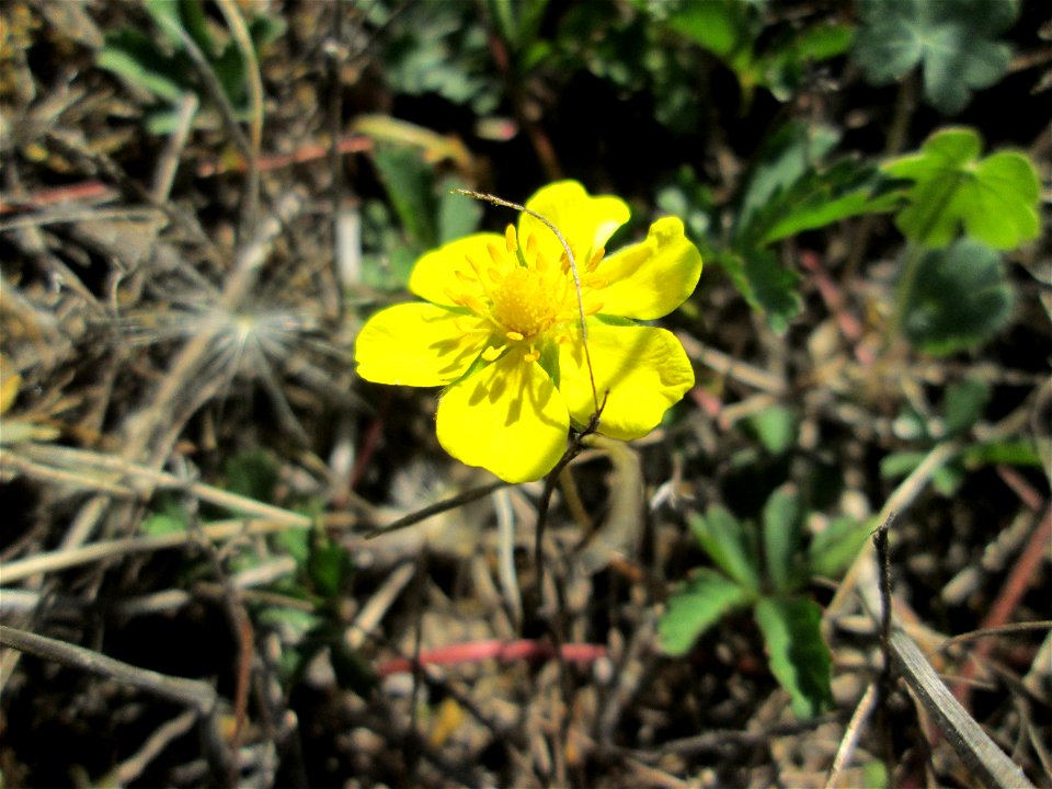 Kriechendes Fingerkraut (Potentilla reptans) in Brebach