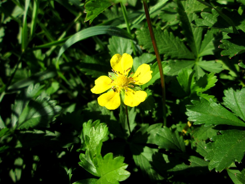 Kriechendes Fingerkraut (Potentilla reptans) am Ackerrand auf der Bischmisheimer Höhe