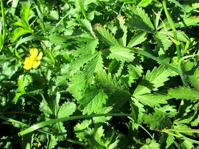 Kriechendes Fingerkraut (Potentilla reptans) am Ackerrand auf der Bischmisheimer Höhe