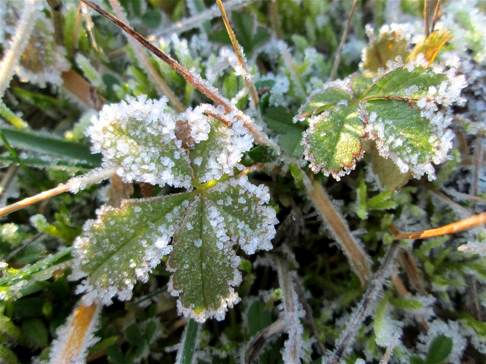 Vereiste Blätter vom Kriechenden Fingerkraut (Potentilla reptans) in Brebach