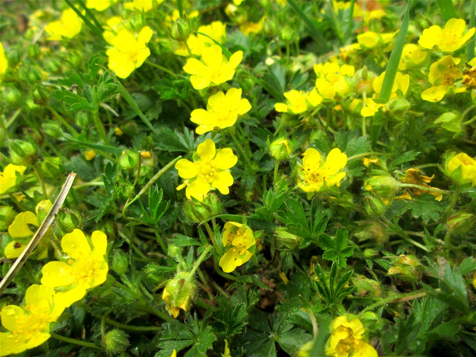 Sternhaariges Frühlings-Fingerkraut (Potentilla pusilla) am Staden in Saarbrücken