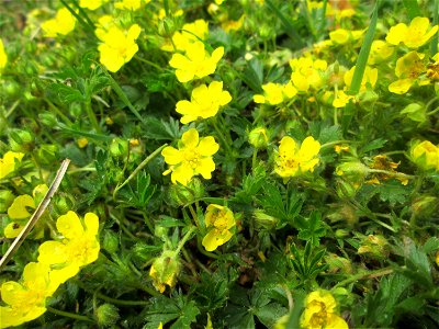 Sternhaariges Frühlings-Fingerkraut (Potentilla pusilla) am Staden in Saarbrücken