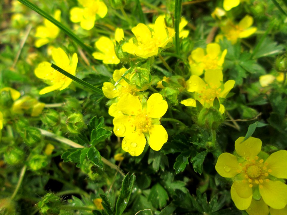 Sternhaariges Frühlings-Fingerkraut (Potentilla pusilla) am Staden in Saarbrücken