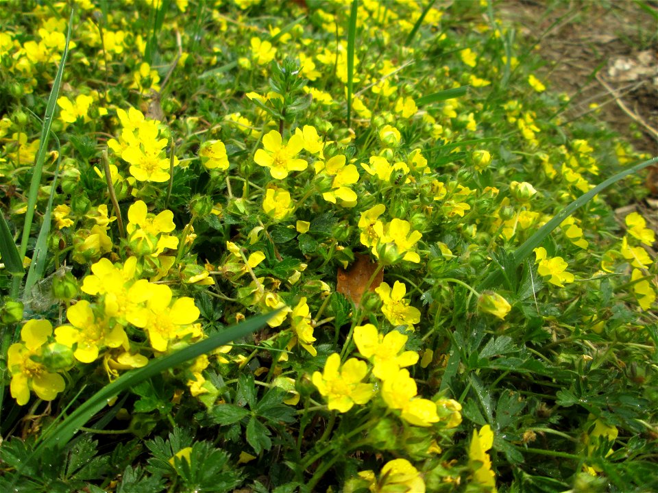 Sternhaariges Frühlings-Fingerkraut (Potentilla pusilla) am Staden in Saarbrücken