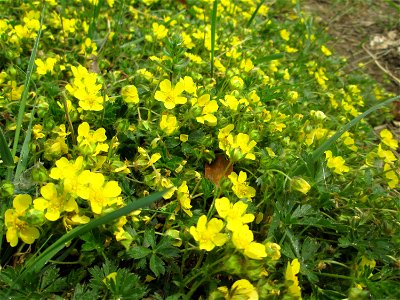 Sternhaariges Frühlings-Fingerkraut (Potentilla pusilla) am Staden in Saarbrücken
