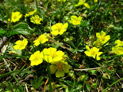 Kriechendes Fingerkraut (Potentilla reptans) am Osthafen Saarbrücken