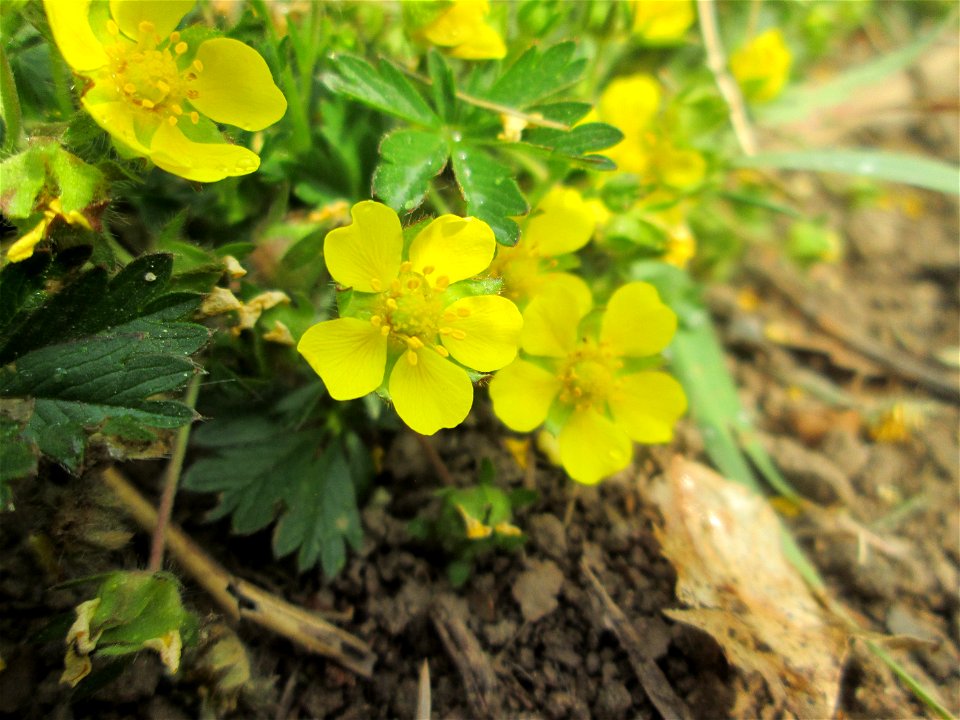 Sternhaariges Frühlings-Fingerkraut (Potentilla pusilla) am Staden in Saarbrücken