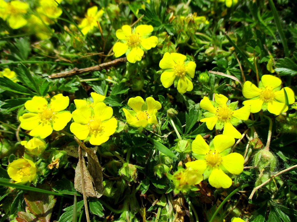 Kriechendes Fingerkraut (Potentilla reptans) am Osthafen Saarbrücken