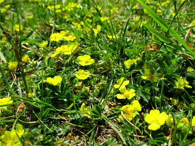 Kriechendes Fingerkraut (Potentilla reptans) am Osthafen Saarbrücken