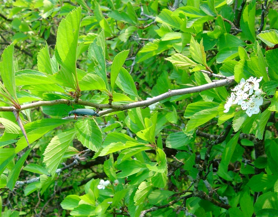 Crataegus punctata with beetle. Wild tree, near Barrie, Ontario, Canada.