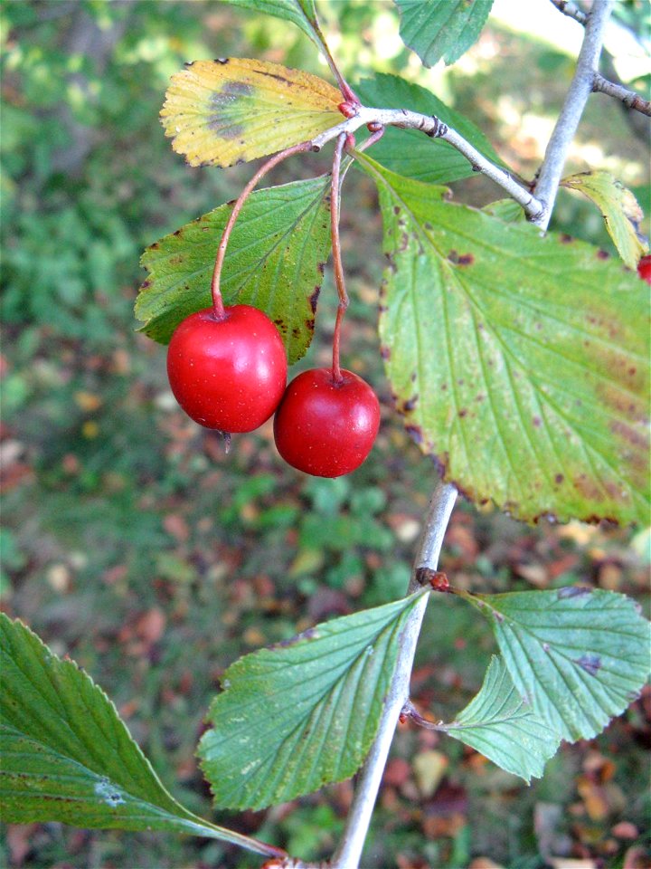 Crataegus punctata, wild trees