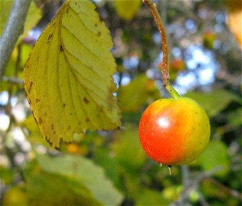 Crataegus punctata, wild trees photo