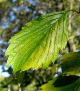 Crataegus punctata, wild trees photo