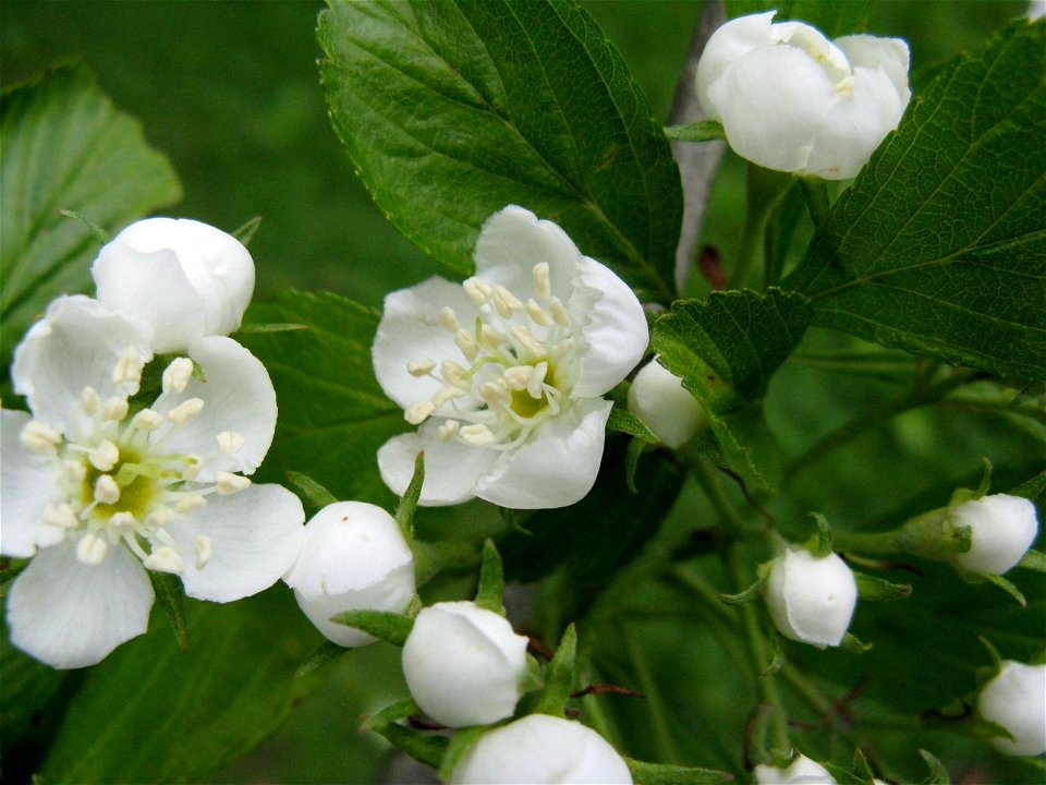 Crataegus punctata wild tree, Toronto, white-anthered form