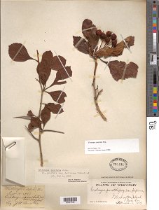 Crataegus punctata, dotted hawthorn, collected by Schuette, J. H. on 12 Sep 1889, Washington Island, Wisconsin