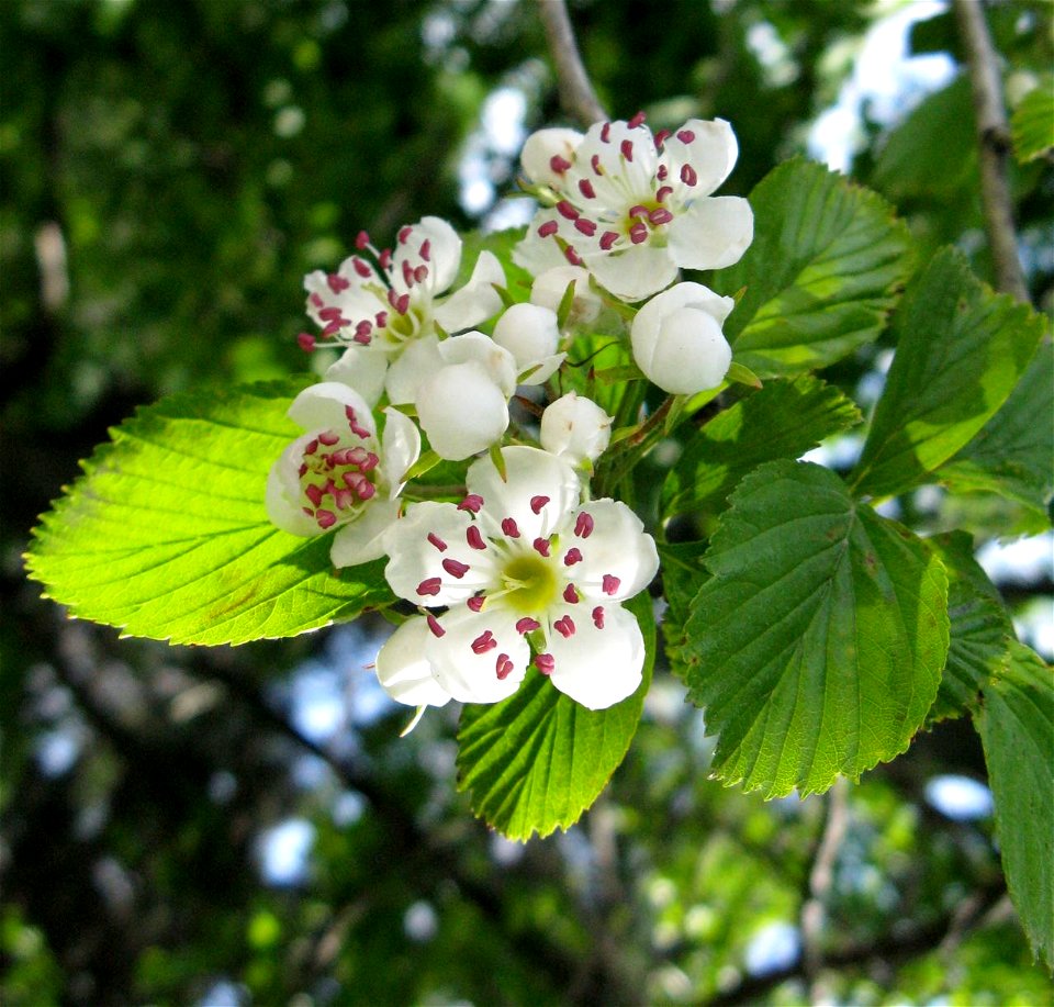 Wild tree, Ontario, Canada, a red-anthered form of this species.